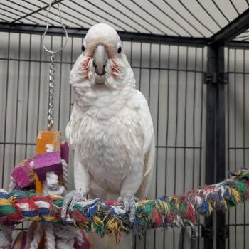 Pudding -  Cockatoo Bird for Adoption in Puslinch, Ontario - Pudding | PetCurious