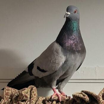 Pigeon and Dove Birds Available for Adoption in Chicago, Illinois - Disco | PetCurious