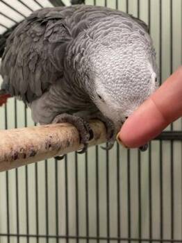 Skittles -  Parrot Bird Available for Adoption in Lowell, Massachusetts - Skittles | PetCurious