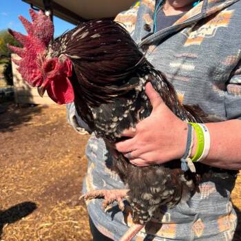 Chicken Birds Available for Adoption in Nampa, Idaho - Hogwart | PetCurious