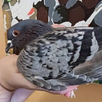 Pigeon Birds Available for Adoption in Chicago, Illinois - Calamity Jane | PetCurious