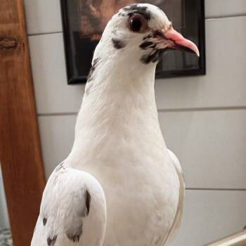 Marmol -  Pigeon Bird for Adoption in Chicago, Illinois - Marmol | PetCurious