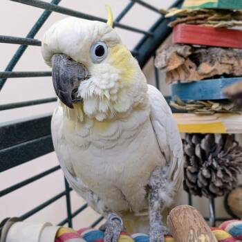 Casper -  Cockatoo Bird for Adoption in Kanab, Utah - Casper | PetCurious