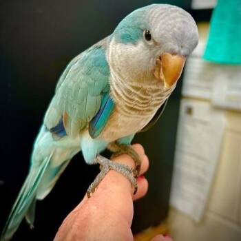 Toodee- 52401 -  Quaker Parakeet Bird for Adoption in Columbia, Maryland - Toodee- 52401 | PetCurious