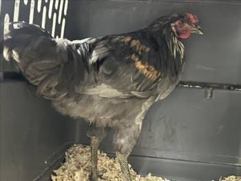 KIWI -  Chicken Bird for Adoption in Derwood, Maryland - KIWI | PetCurious