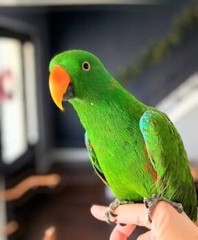 Eclectus Birds Available for Adoption - Ozzy | PetCurious
