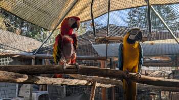 Meet Diego and Ms. G - Seeking a Special Man -Available Friday 1 -  Macaw Bird for Adoption in Vancouver, Washington - Meet Diego And Ms. G - Seeking A Special Man -Available Friday 1 | PetCurious