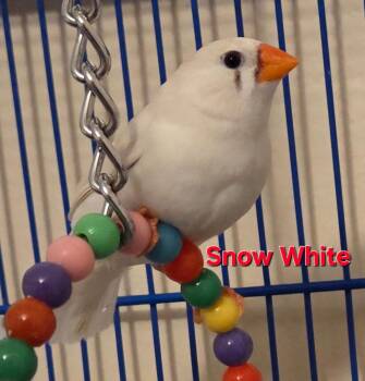 The Disney Princess Party -  Finch Bird for Adoption in Ballwin, Missouri - The Disney Princess Party | PetCurious