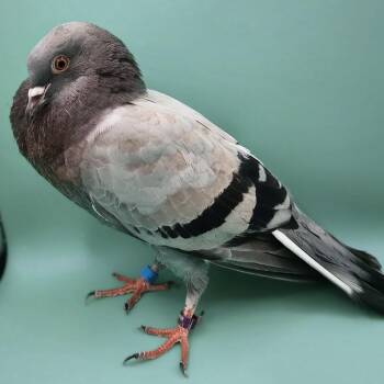Falca -  Pigeon Bird for Adoption in Chicago, Illinois - Falca | PetCurious