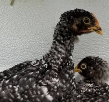 Chicken Birds Available for Adoption in Golden, Colorado - Bethany | PetCurious