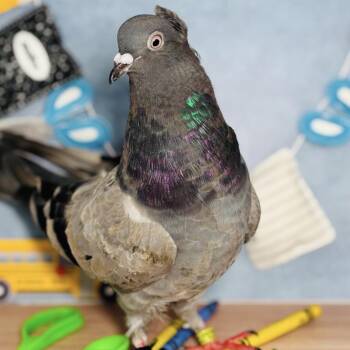 Orlando Bloom -  Pigeon Bird for Adoption in Chicago, Illinois - Orlando Bloom | PetCurious