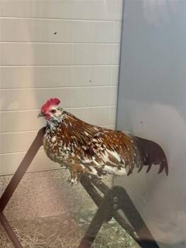SALVATOR -  Chicken Bird for Adoption in Omaha, Nebraska - SALVATOR | PetCurious