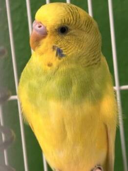 Parakeet Birds Available for Adoption - Batman | PetCurious