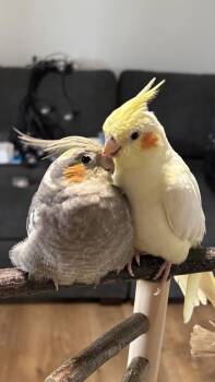 Marble -  Cockatiel Bird for Adoption in Pittsburgh, Pennsylvania - Marble | PetCurious