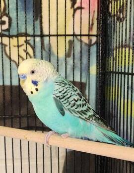 Budgie Budgerigar Birds Available for Adoption in Fairfax, Virginia - Hatha | PetCurious