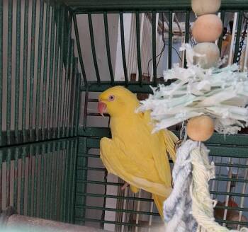 Sunshine -  Ringneck Psittacula Bird for Adoption in Delhi, New York - Sunshine | PetCurious