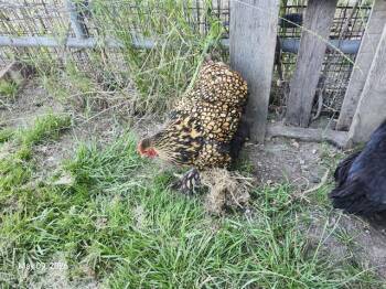 Chicken Birds Available for Adoption in Santa Cruz, California - ARIANA* | PetCurious