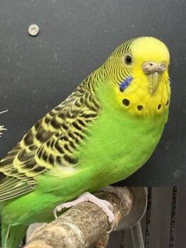 DRAMA -  Budgie Budgerigar Bird for Adoption in Fairbanks, Alaska - DRAMA | PetCurious