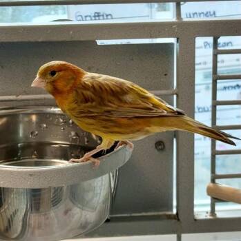 SPRINKLES -  Canary Bird for Adoption in Methuen, Massachusetts - SPRINKLES | PetCurious