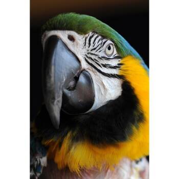 Macaw Birds Available for Adoption in Kanab, Utah - Trudy | PetCurious