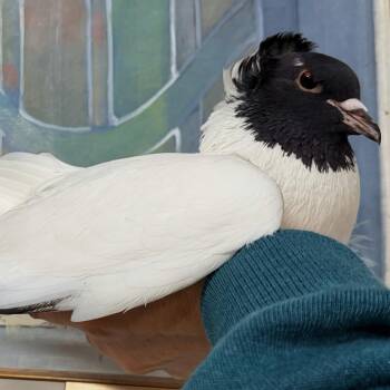 Pigeon Birds Available for Adoption in Chicago, Illinois - Viviano | PetCurious