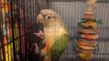 Conure Birds Available for Adoption - Edison | PetCurious