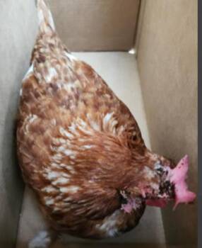 1-7 -  Chicken Bird for Adoption in San Antonio, Texas - 1-7 | PetCurious