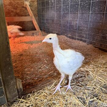 Turkey Birds Available for Adoption in Ravenna, Ohio - Peep & Meep | PetCurious