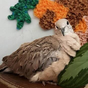 Butters (local Midwest adoption only) -  Dove Bird for Adoption in Chicago, Illinois - Butters (local Midwest Adoption Only) | PetCurious