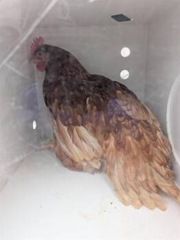 Chicken Birds Available for Adoption in Ontario, California - A008385 | PetCurious