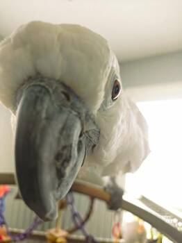 Cockatoo Birds Available for Adoption in Ballwin, Missouri - Casper | PetCurious