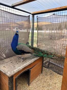 Peacock Peafowl Birds Available for Adoption in Eagle Mountain, Utah - Argus | PetCurious