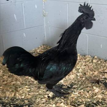Darius (ID 52019) -  Chicken Bird for Adoption in Manassas, Virginia - Darius (ID 52019) | PetCurious