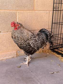 Chicken Birds Available for Adoption in Las Vegas, Nevada - CHILI PEPPER | PetCurious