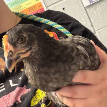 Hillary Fluff -  Chicken Bird for Adoption in West Olive, Michigan - Hillary Fluff | PetCurious