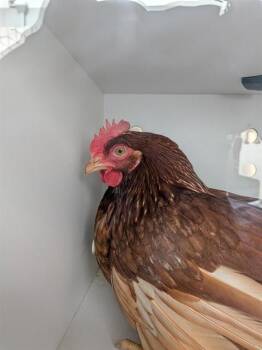 Chicken Birds Available for Adoption in Ontario, California - A008381 | PetCurious