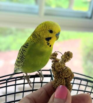 Obi -  Cockatiel Bird for Adoption in Ballwin, Missouri - Obi | PetCurious