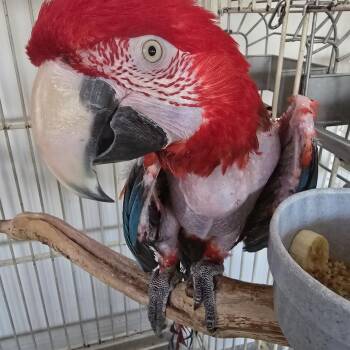 Bob -  Macaw Bird for Adoption in Modesto, California - Bob | PetCurious