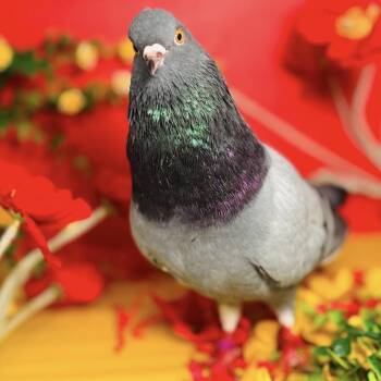 The Flash -  Pigeon Bird for Adoption in Chicago, Illinois - The Flash | PetCurious
