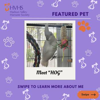Cockatoo Birds Available for Adoption in Pomona, New York - HOG | PetCurious