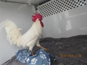 Chicken Birds Available for Adoption in Santa Rosa, California - CORNELIUS | PetCurious