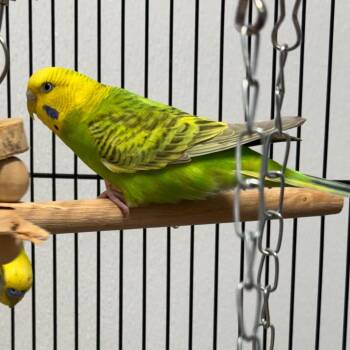 Parakeet Birds Available for Adoption in Clearwater, Florida - Otis | PetCurious
