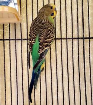 Budgie Budgerigar Birds Available for Adoption in Fairfax, Virginia - Steve | PetCurious
