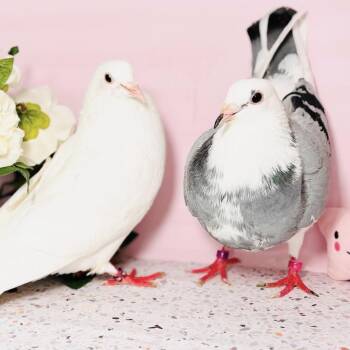 Pigeon Birds Available for Adoption in Chicago, Illinois - Bernadette & Bobalki (married Couple) | PetCurious