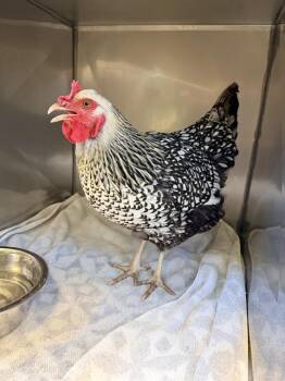 RIPLEY -  Chicken Bird for Adoption in Santa Cruz, California - RIPLEY | PetCurious