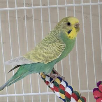 Lilo -  Parakeet Bird for Adoption in Kanab, Utah - Lilo | PetCurious