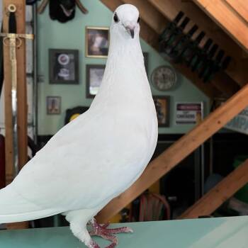 Pigeon Birds Available for Adoption - Summer Breeze | PetCurious
