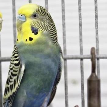 Parakeet Birds Available for Adoption in Kanab, Utah - Bowie | PetCurious