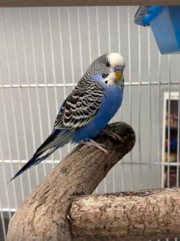 Chippy -  Parakeet Bird for Adoption in Bloomington, Indiana - Chippy | PetCurious