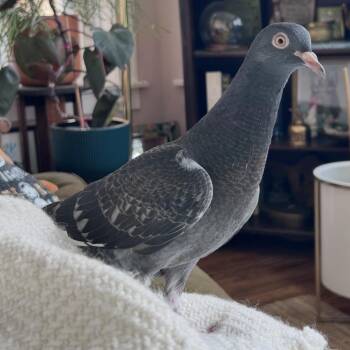 Harlow Houdini Hovercraft -  Pigeon Bird for Adoption in Chicago, Illinois - Harlow Houdini Hovercraft | PetCurious